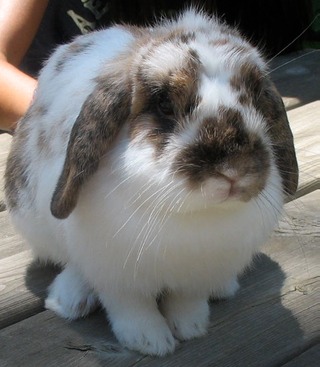 IMG_4495