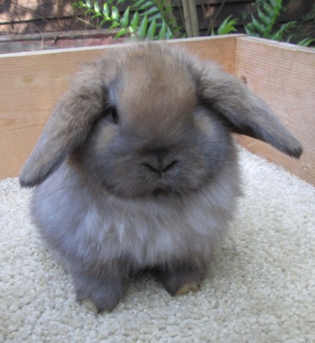 Velveteen Lop Bucks Bunny Lops
