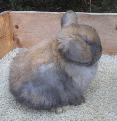 Velveteen Lop Bucks Bunny Lops