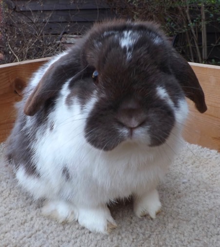 Past Bucks | Bunny Lops